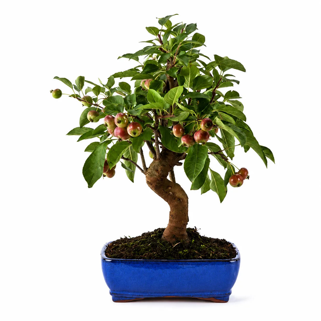 Bonsai Malus Melo Selvatico con tronco sinuoso, foglie verdi e piccoli frutti decorativi rossi in vaso bonsai blu su sfondo chiaro.