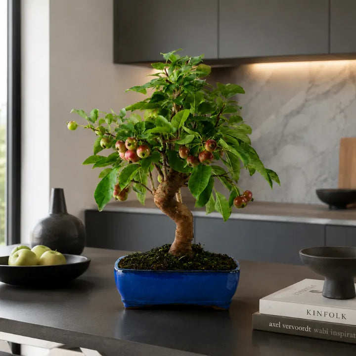Bonsai Malus Melo Selvatico in vaso blu collocato su piano cucina moderno con arredamento minimal ed elegante.