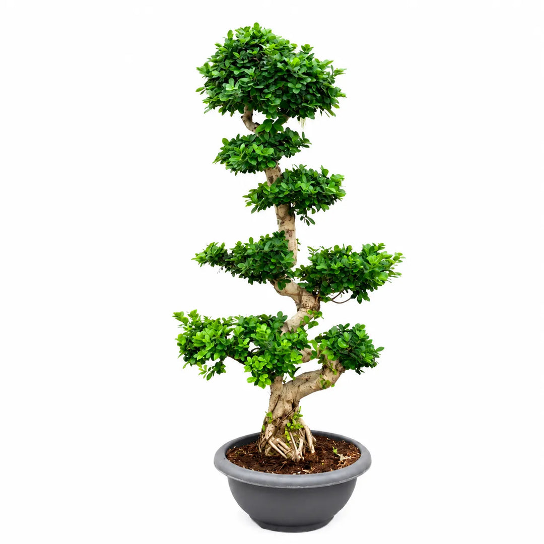 Bonsai Microcarpa D. 60 - H. 210 cm