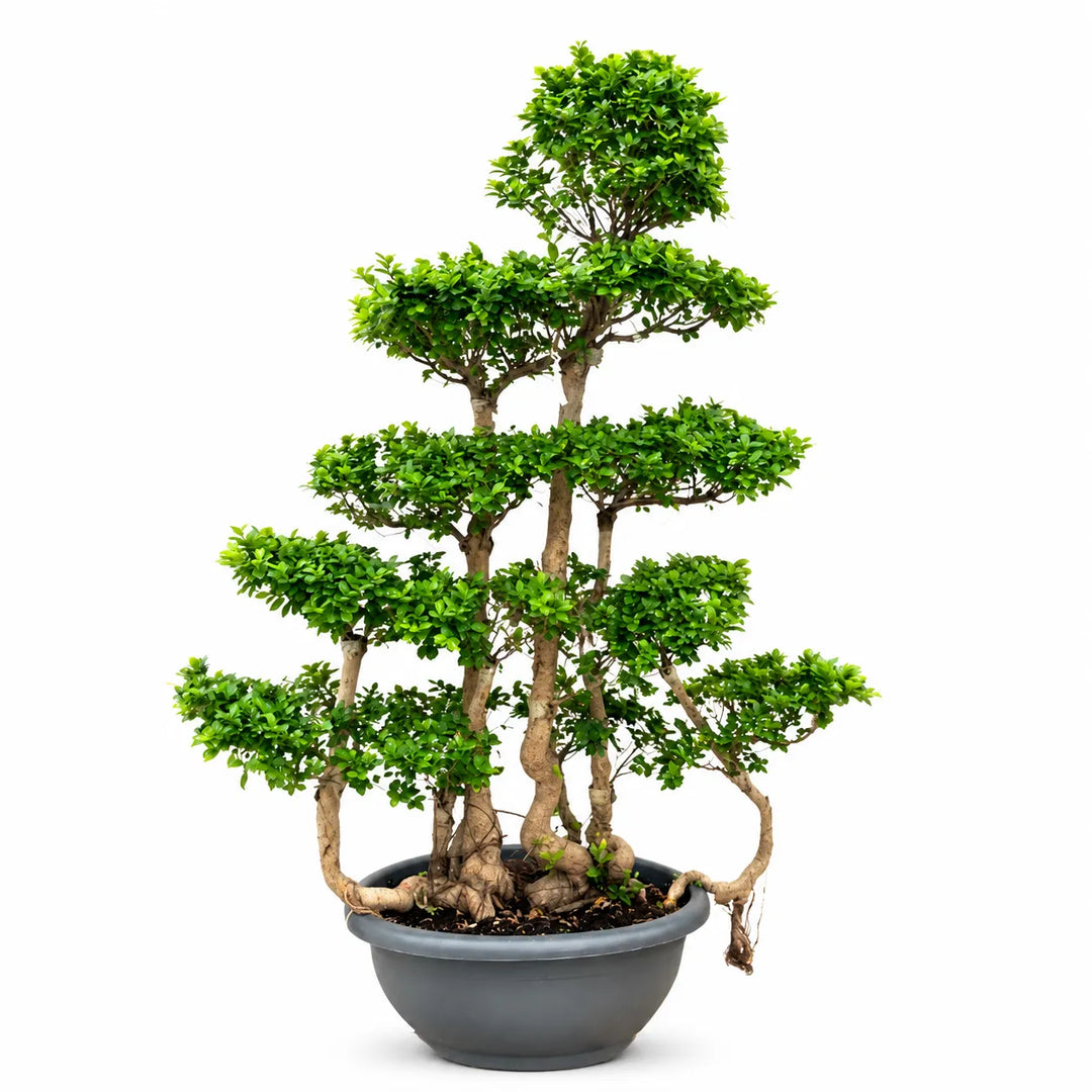 Bonsai Microcarpa D. 80 - H. 230 cm