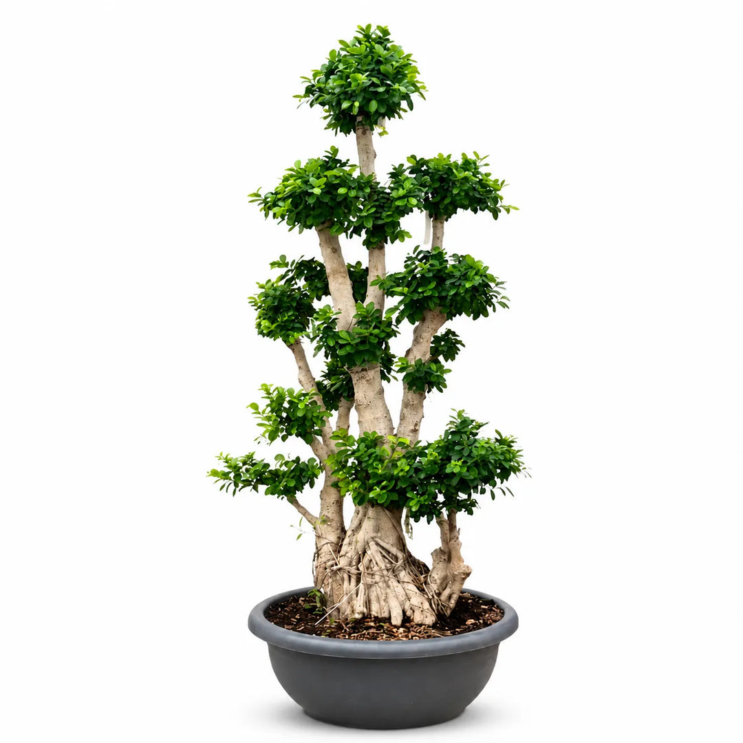 Bonsai Microcarpa D. 80 - H. 230 cm