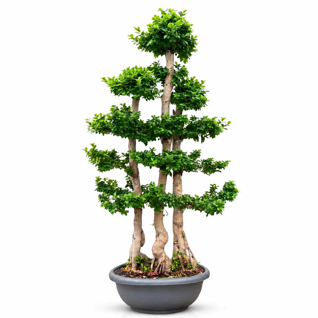 Bonsai Microcarpa D. 80 - H. 260 cm