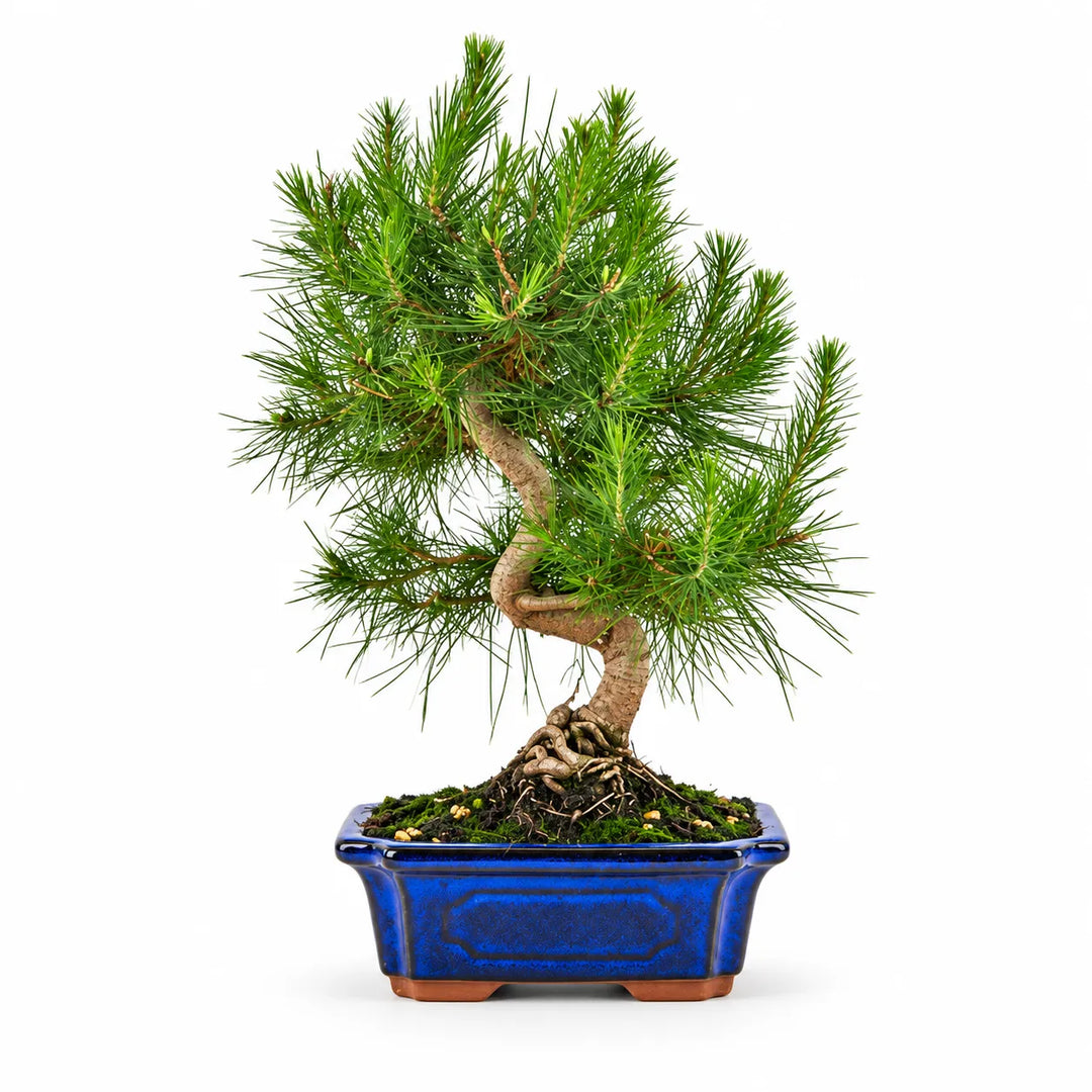 Bonsai Pinus Halepensis 9 Anni - Collezione Premium