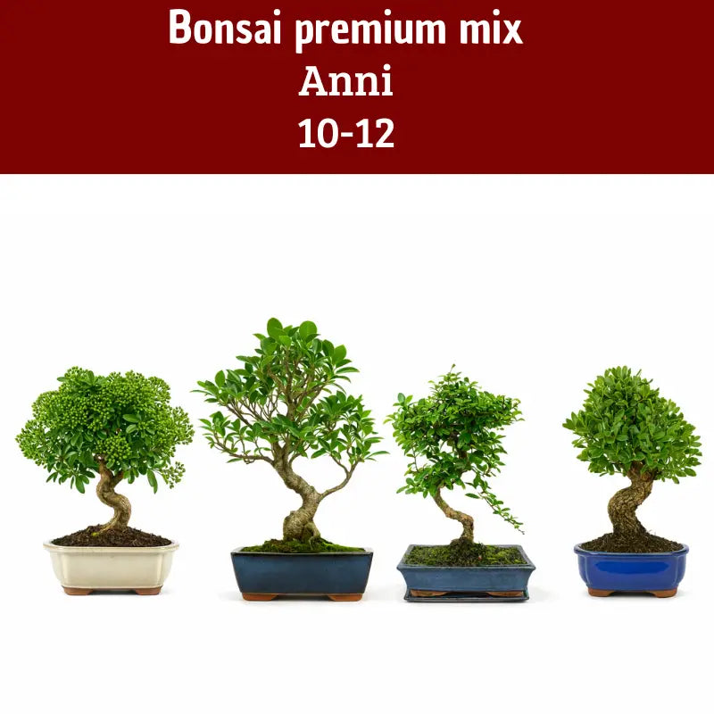 Bonsai Premium Mix di 10-12 anni, piante ornamentali selezionate con tronco maturo e chioma compatta. Ideali per arredare casa o ufficio e perfette come regalo elegante per gli amanti dei bonsai. 