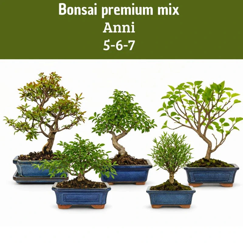 Selezione di bonsai premium mix di 5, 6 e 7 anni in vaso bonsai, piccoli alberi ornamentali ideali come piante da interno decorative per casa, ufficio o regalo