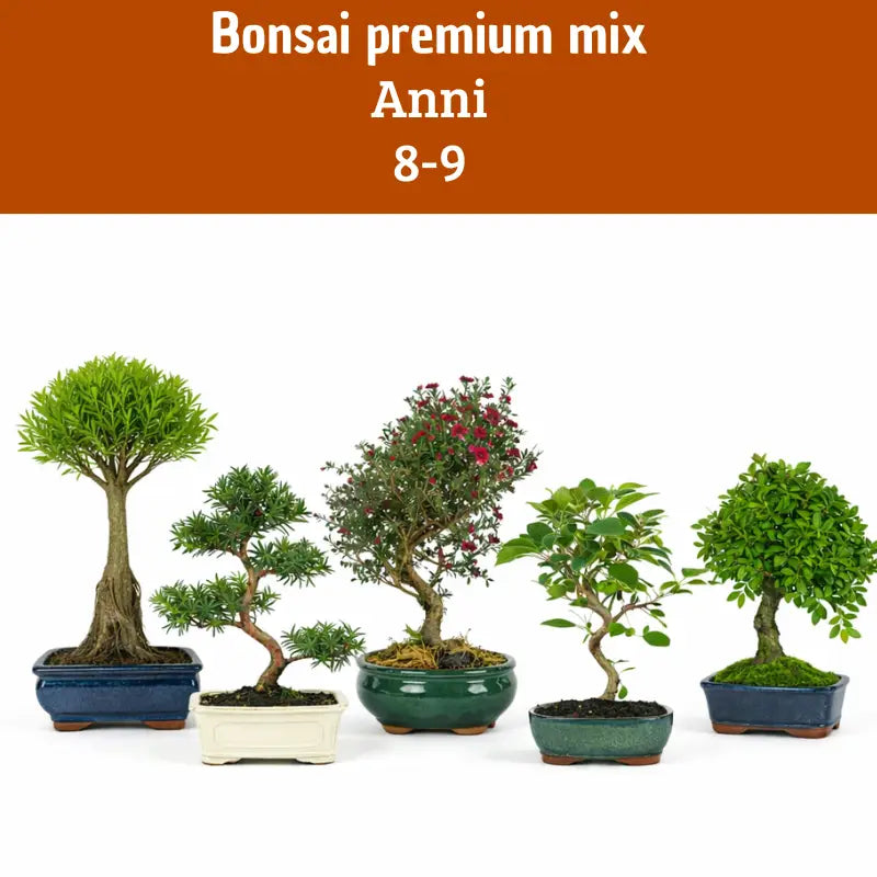 Selezione di bonsai premium mix di circa 8-9 anni in vaso bonsai, piccoli alberi ornamentali ideali come piante da interno decorative per casa e ufficio
