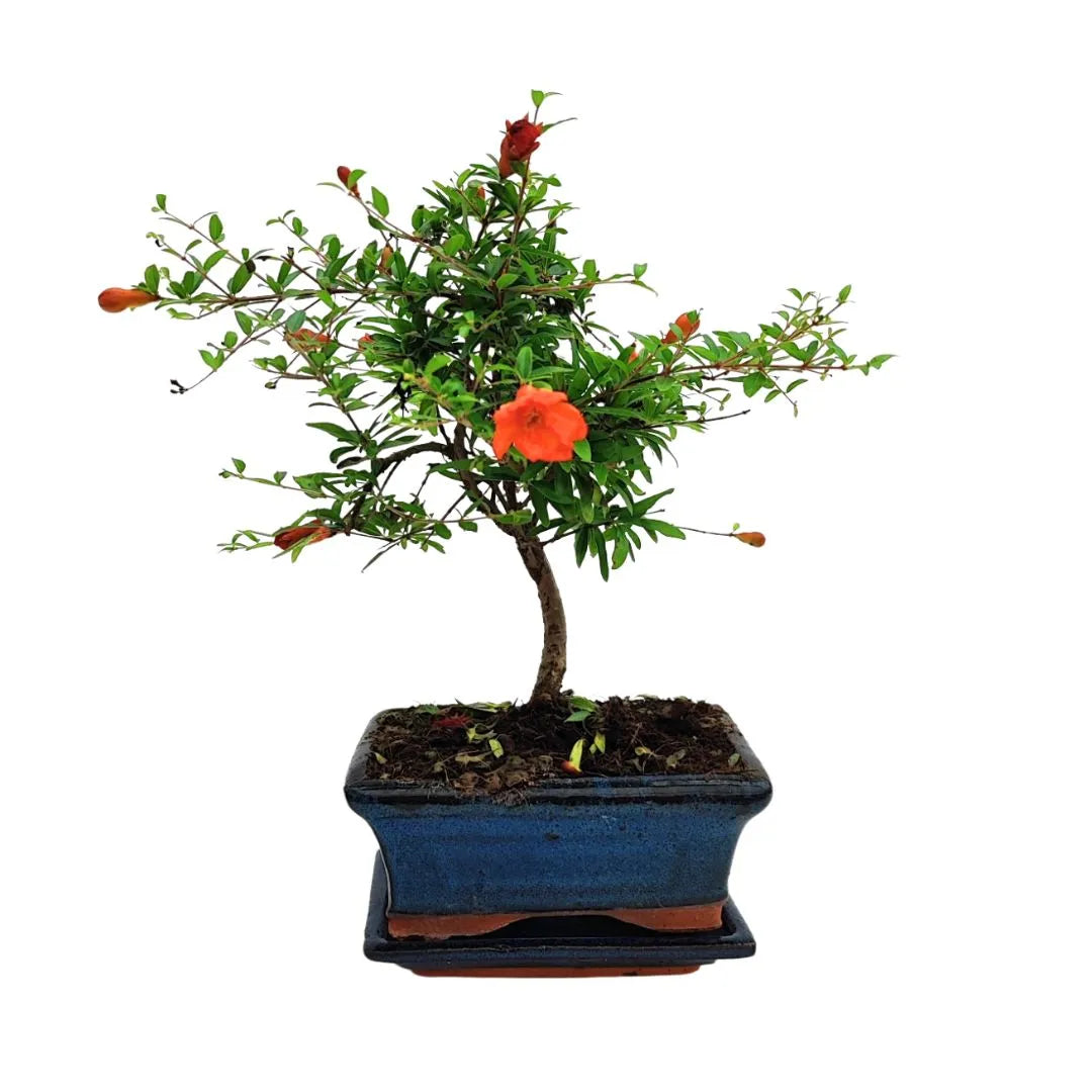 Bonsai Melograno Nana di 7 anni in vaso blu, con fiori rosso-arancio e piccoli frutti decorativi