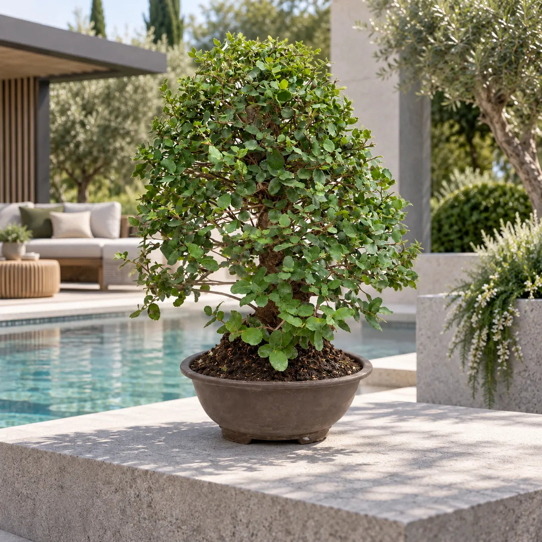 Bonsai Quercus Suber di 24 anni con chioma folta e vaso marrone, ambientato all&