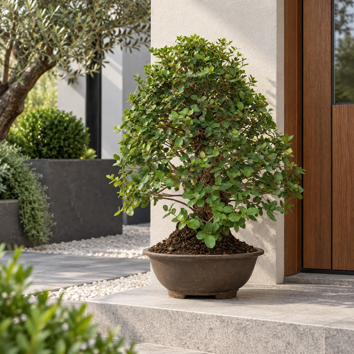 Bonsai di quercia Quercus Suber di 24 anni con chioma verde e vaso marrone, ambientato all'ingresso di una casa moderna