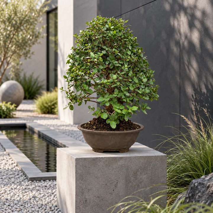 Bonsai di quercia Quercus Suber di 24 anni con chioma verde, ambientato in un elegante giardino moderno