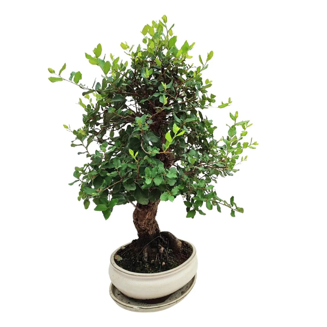  Vista laterale del Bonsai Quercus Suber in vaso tondo chiaro, evidenziati tronco rugoso e chioma armoniosa

