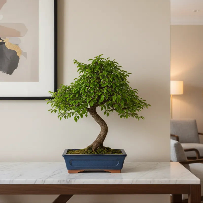 Bonsai zelkova parvifolia olmo giapponese con chioma compatta in vaso blu su mobile in ambiente elegante.