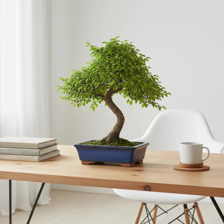 Bonsai zelkova parvifolia con tronco sinuoso e foglie verdi su tavolo in legno in ambiente minimal.