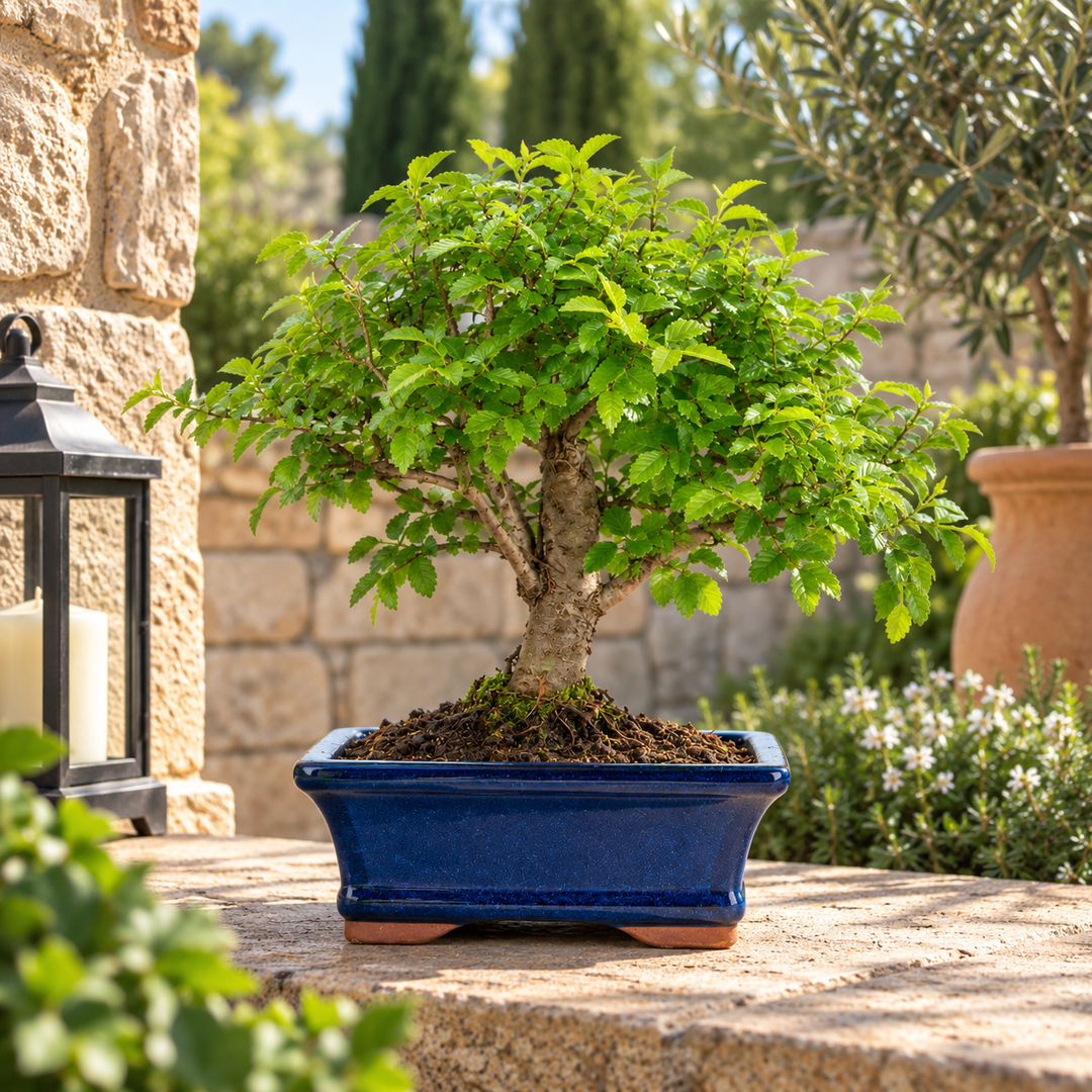 Bonsai Zelkova con chioma verde compatta in vaso blu, fotografato all&