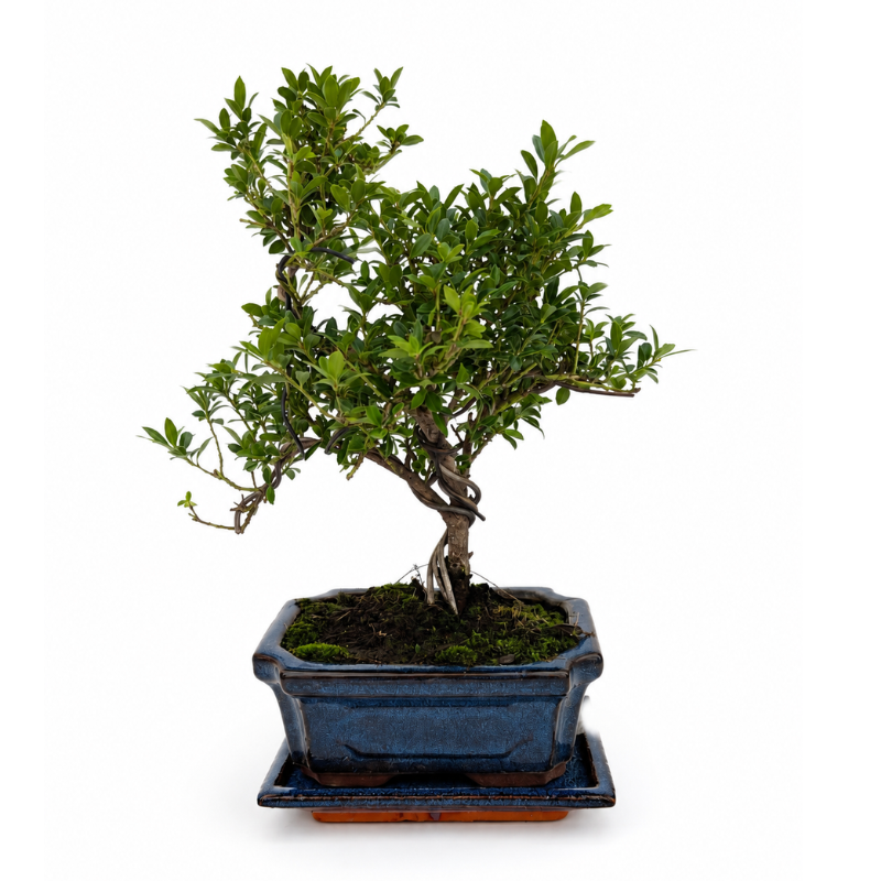 Bonsai da interno con foglie verdi compatte e tronco intrecciato in vaso ceramica blu fotografato su sfondo bianco per ecommerce e catalogo online.