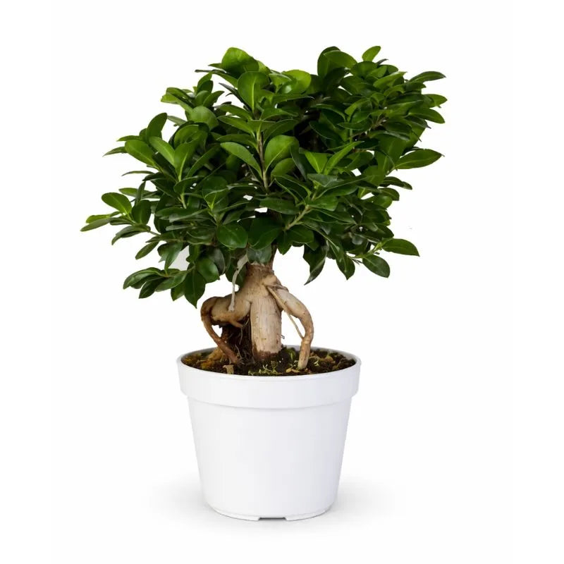 Bonsai ficus ginseng D.16 cm