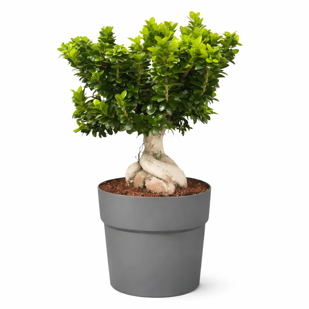 Bonsai Ficus Ginseng in vaso Andromeda - vista frontale elegante