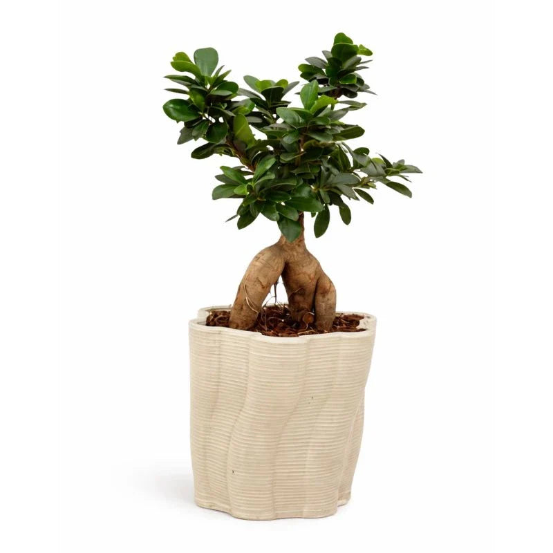 Bonsai Ficus Ginseng - esemplare con tronco sinuoso e radici aeree in vaso Venezia di ceramica artigianale
