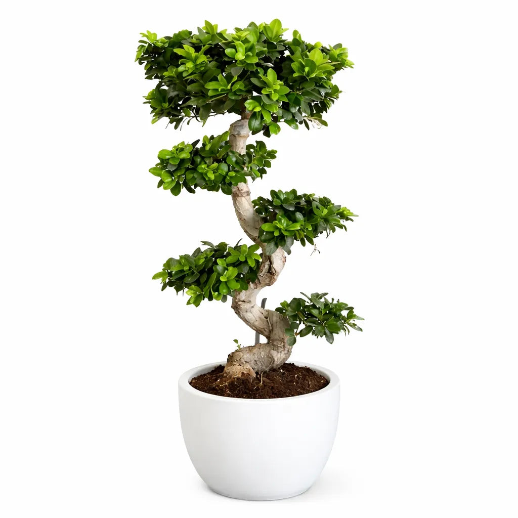 Bonsai Ficus Ginseng S-Shape in vaso Hera - pianta da interno elegante