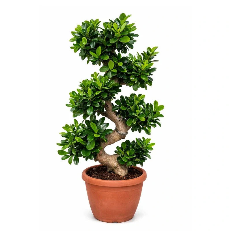 Bonsai Ficus Ginseng S Shape - pianta da interno con tronco sinuoso e fogliame verde lucido in vaso D.35