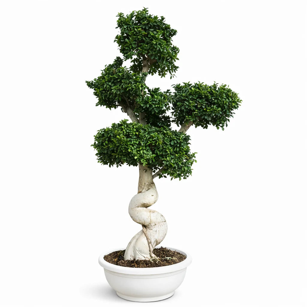 Bonsai ficus microcarpa big dragon H.300 cm
