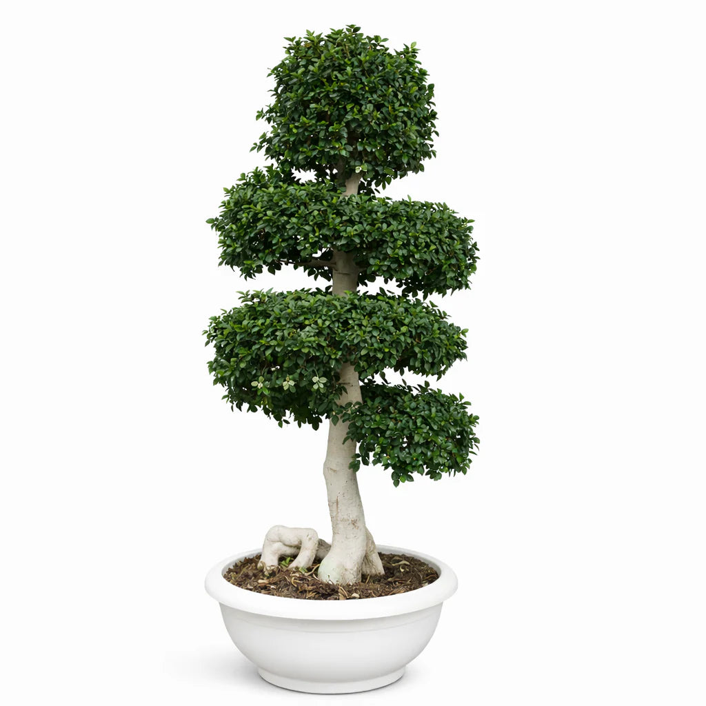 Bonsai ficus microcarpa horse shape D.70 cm