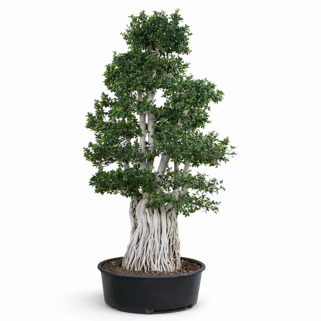 Bonsai ficus multiroot H.350