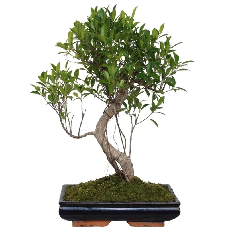 Bonsai ficus retusa S-shape D.35