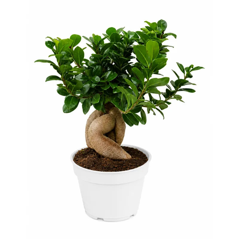 Bonsai ginseng vaso D.18 H.50 cm