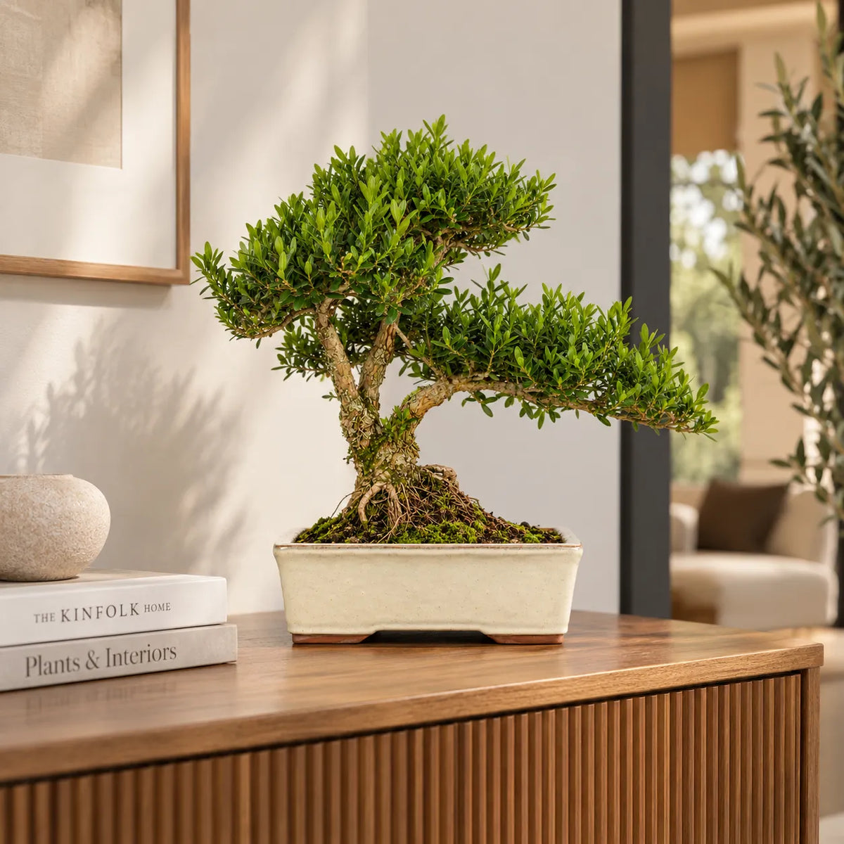 Bonsai con chioma verde modellata e tronco lavorato in vaso rettangolare chiaro, ambientato su una madia in un interno moderno