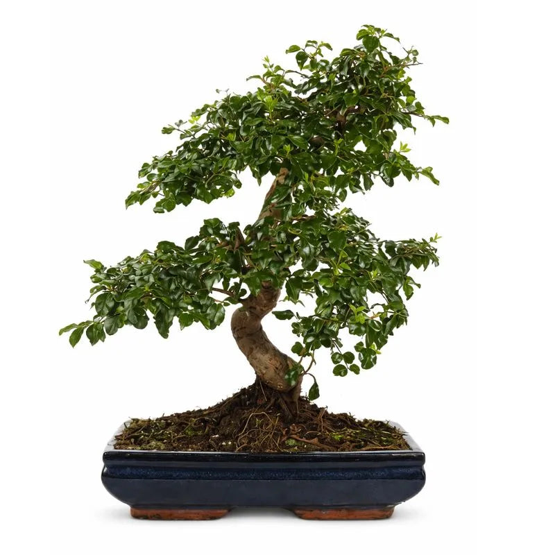 Bonsai Ligustrum S-Shape - Vista frontale del bonsai con tronco sinuoso e chioma verde