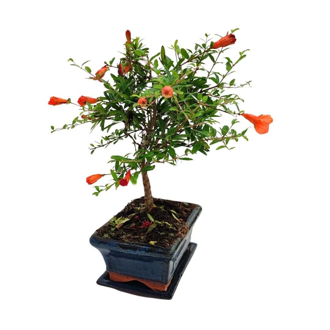 Bonsai Punica Granatum Nana, esemplare di 7 anni con fioritura abbondante e tronco ben formato