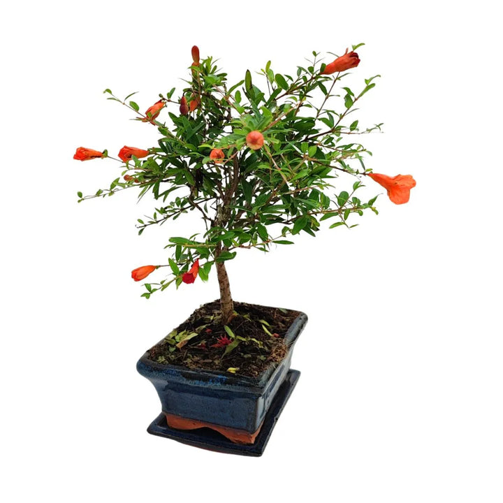 Bonsai Punica Granatum Nana, esemplare di 7 anni con fioritura abbondante e tronco ben formato