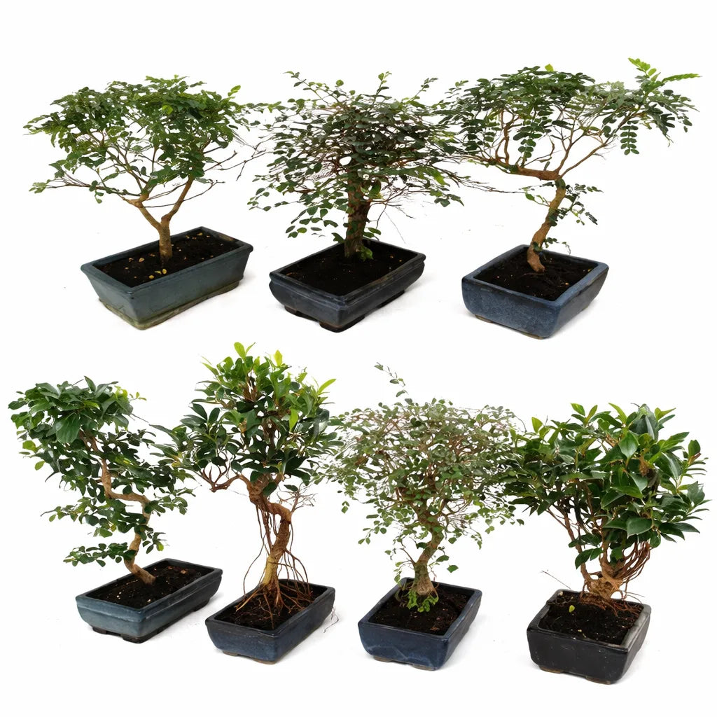 Bonsai mix D.20 H.40 cm