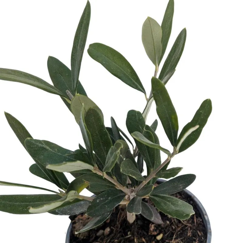 Mini Bonsai Olivo - dettaglio delle foglie e del tronco modellato