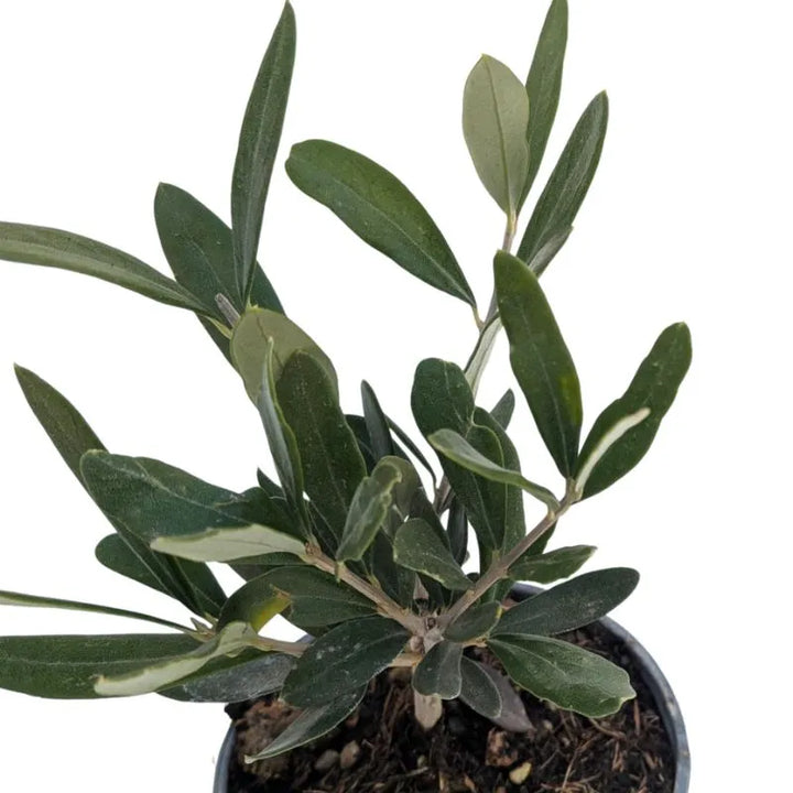 Mini Bonsai Olivo - dettaglio delle foglie e del tronco modellato