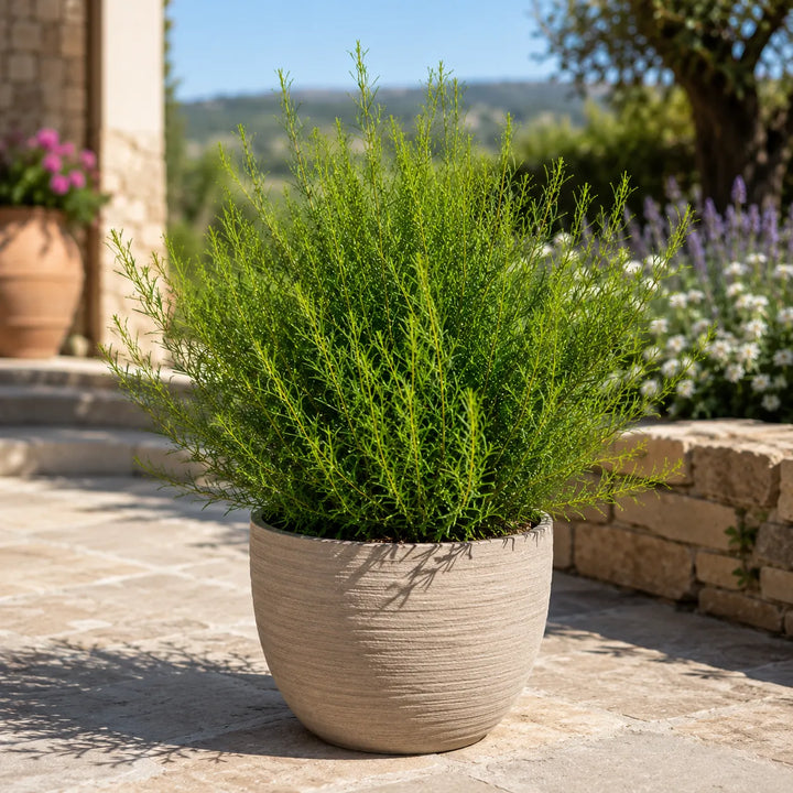Pianta di Boronia heterophylla dal portamento cespuglioso coltivata in vaso decorativo beige, perfetta per patio, terrazze e aree relax all&