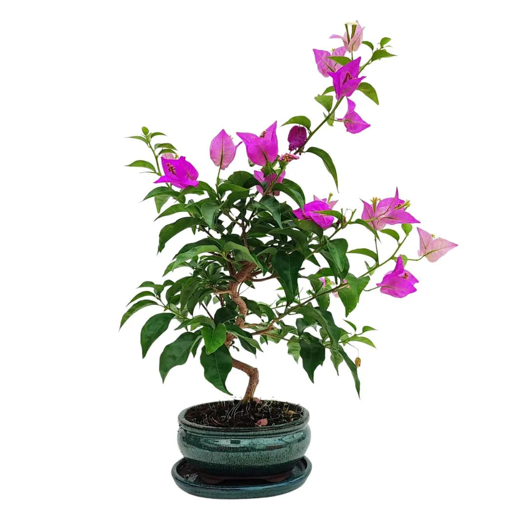  Bonsai Bouganvillea Glabra adulto con fiori rosa e tronco sinuoso in vaso smaltato, Collezione Premium