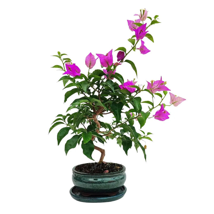  Bonsai Bouganvillea Glabra adulto con fiori rosa e tronco sinuoso in vaso smaltato, Collezione Premium
