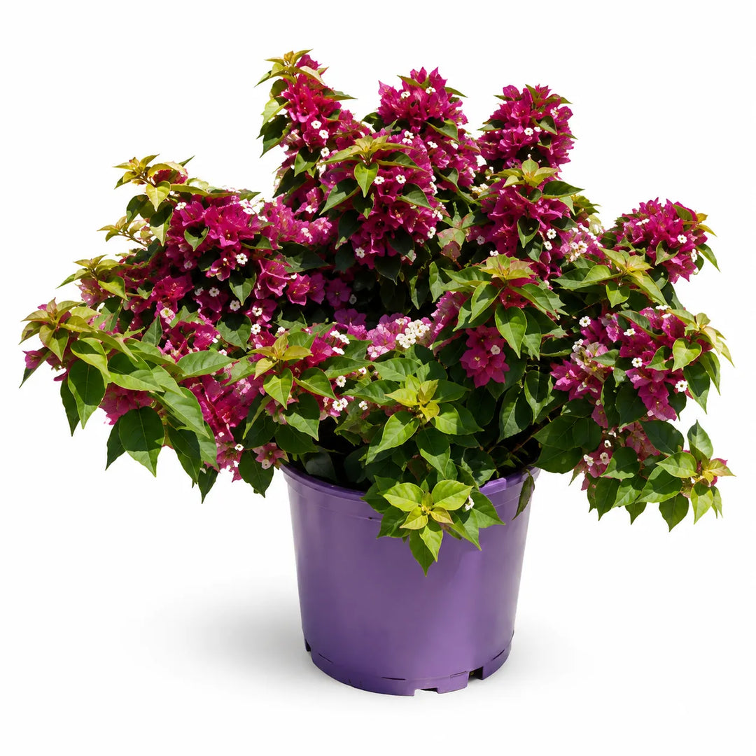 Bouganvillea mini thai D. 24 - H. 65 cm