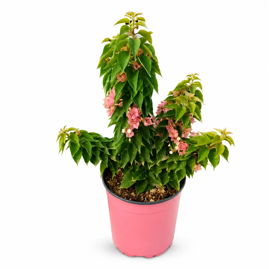 Bouganvillea mini thai D. 18 - H. 40 cm
