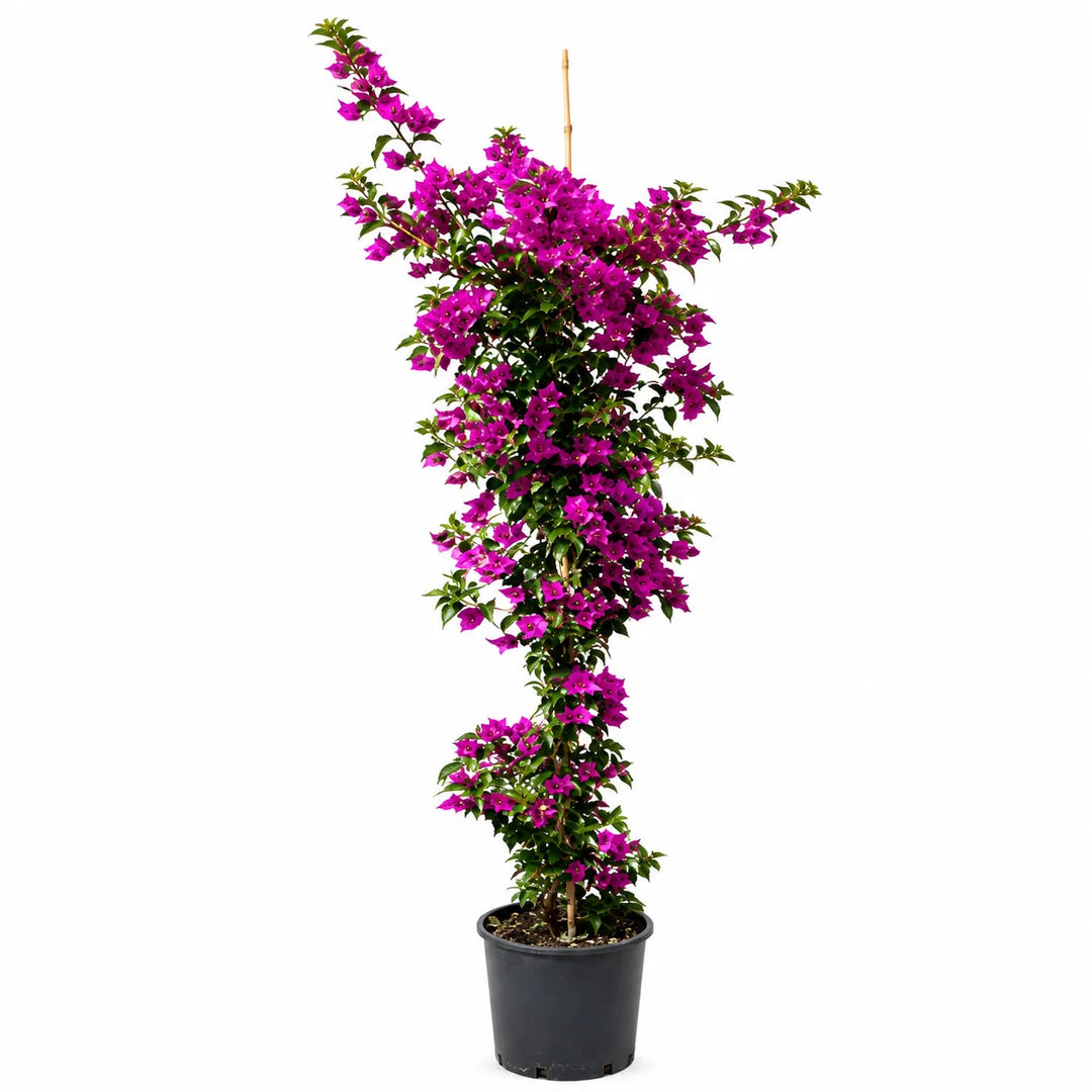 Bouganvillea sanderiana D. 24 - H. 140 cm