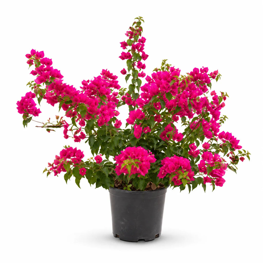 Bouganvillea vera D. 30 - H. 85 cm