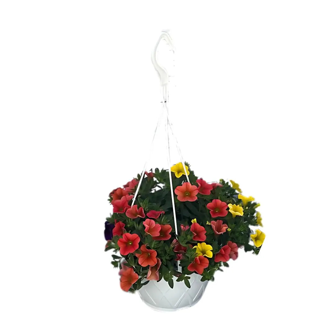 Calibrachoa Tricolor Basket - pianta fiorita in vaso sospeso con fiori rossi, gialli e viola