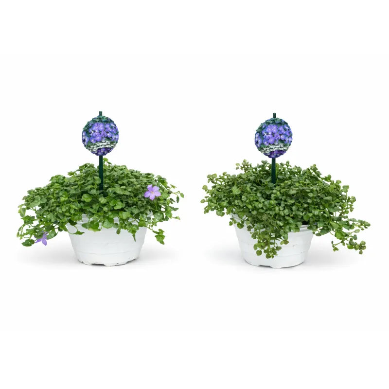 Campanula catharina D.14 H.30 cm