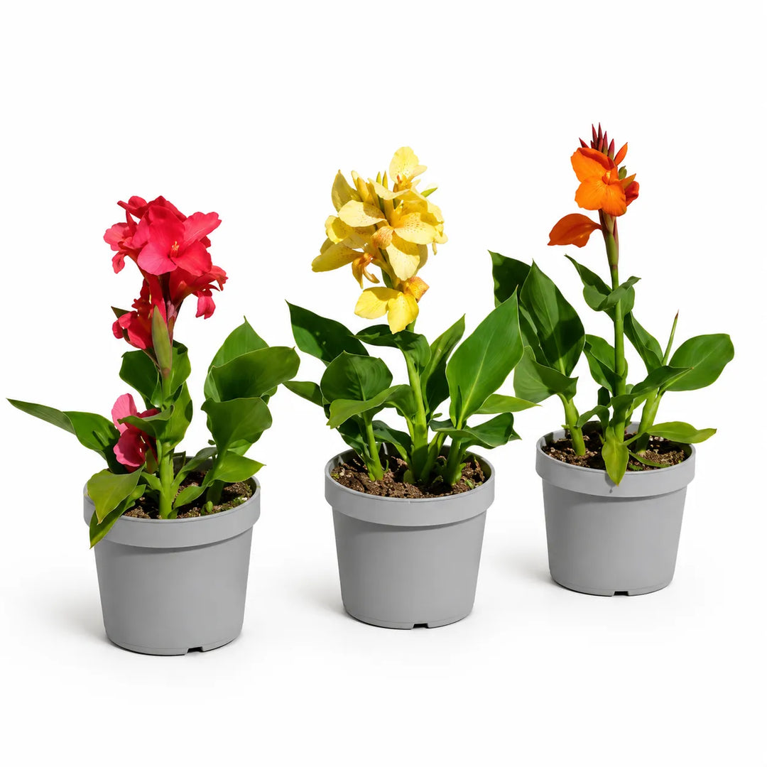 Canna indica D. 18 - H. 45 cm
