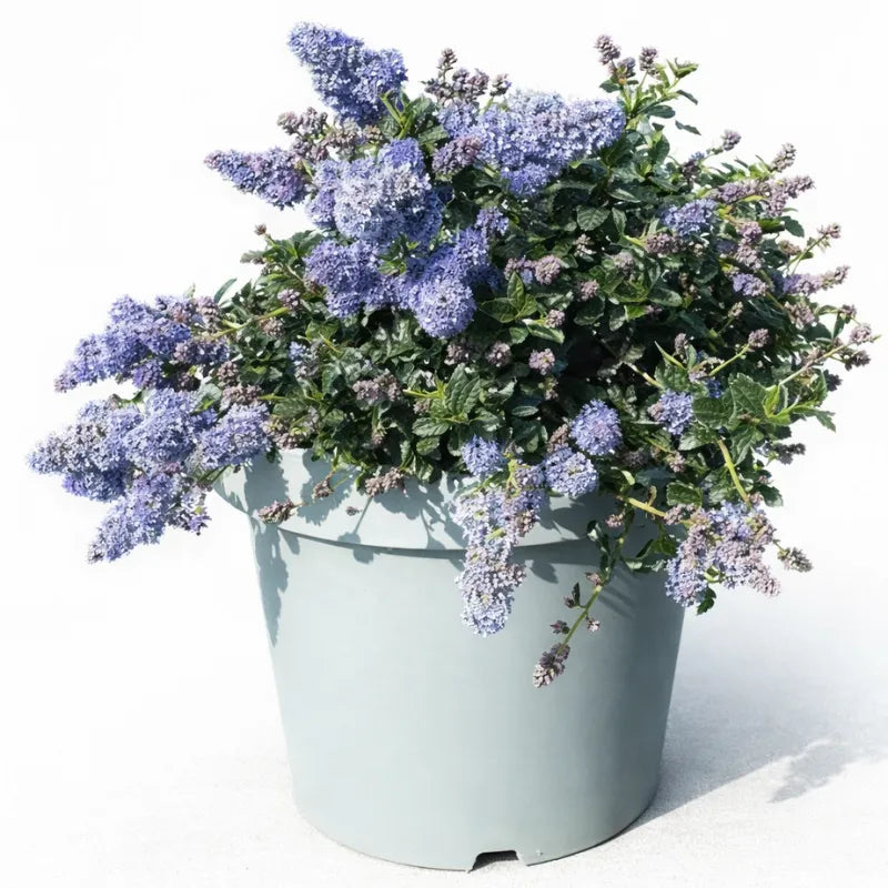 Ceanothus thyrsifolius Repens D. 24 CM