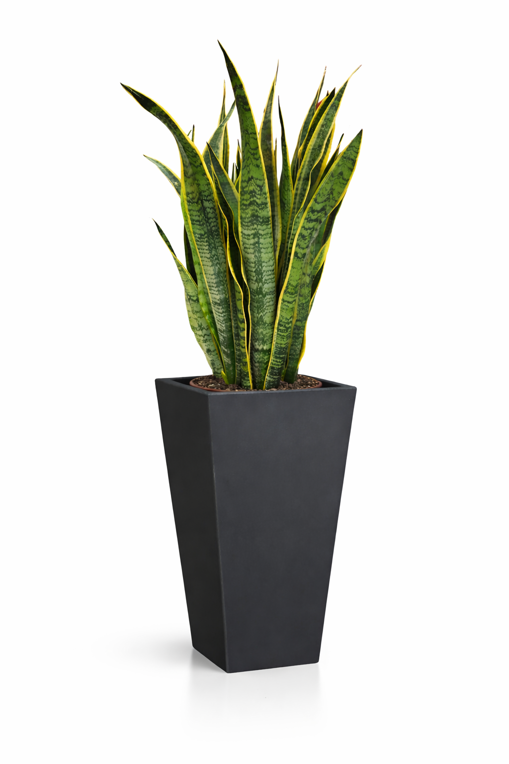 SANSEVIERIA LAURENTII IN EROS D. 30