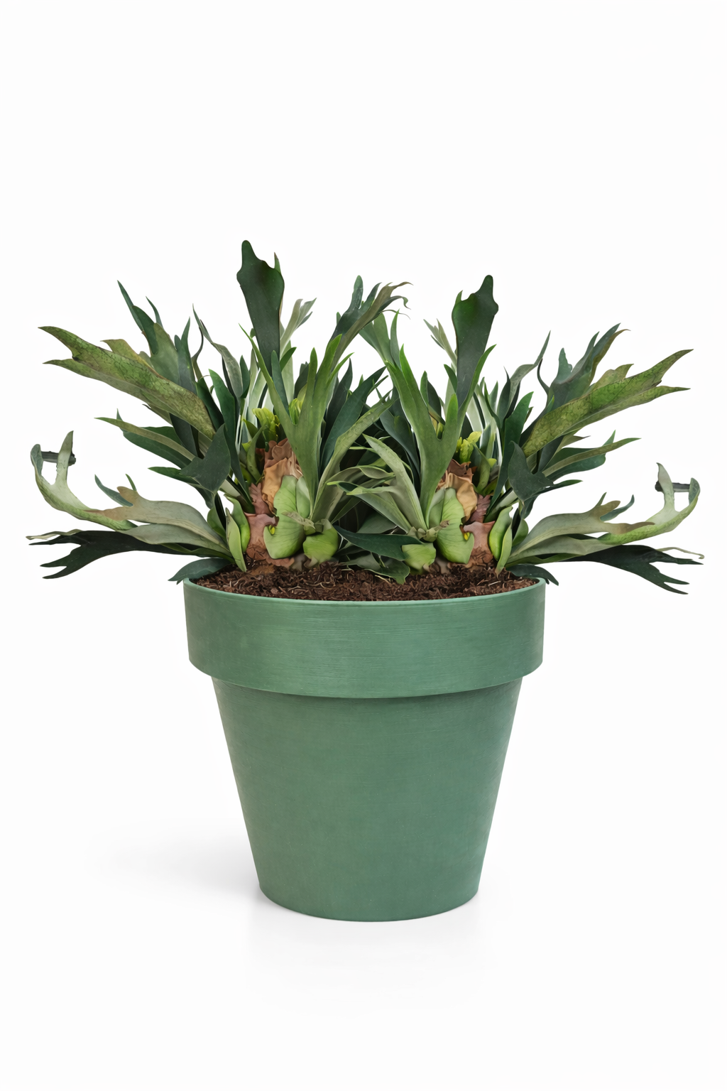PLATYCERIUM BIFORCATUM IN TIME 40 2 PIANTE