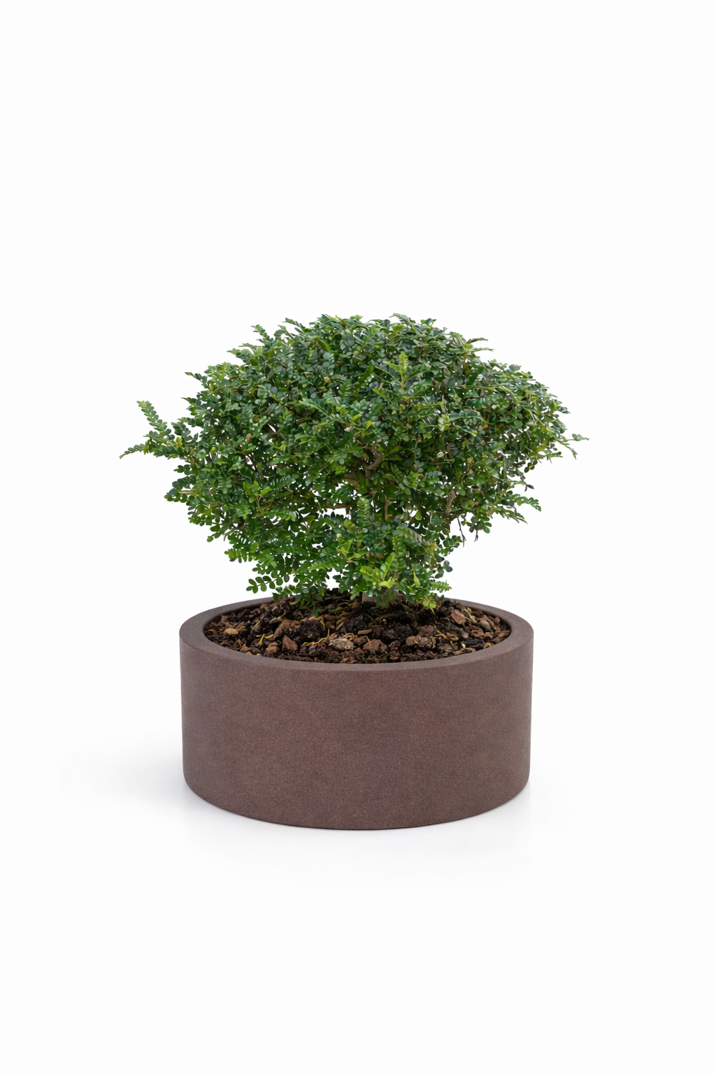 bonsai di pepe in echo D. 30